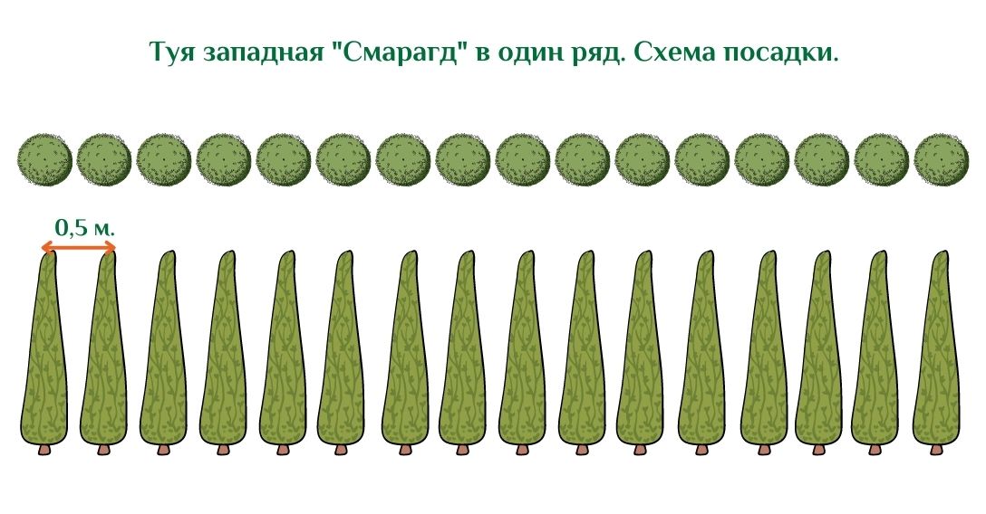 Схема посадки туи брабант для живой изгороди