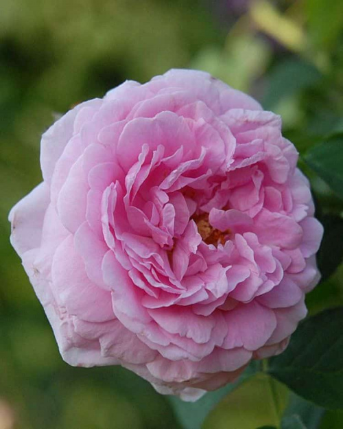 Роза чайногибридная Comtes de Sejour