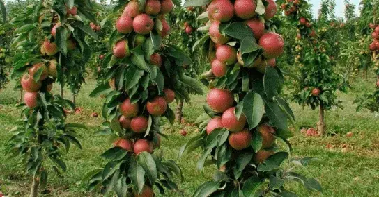 Лучшие сорта колоновидных яблонь для небольших садов