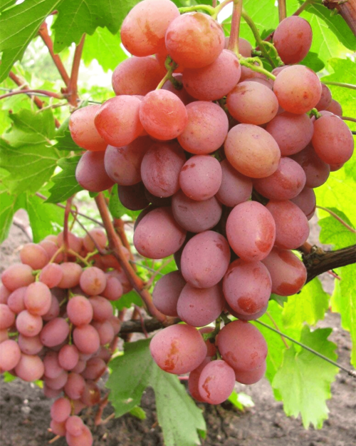 Саженцы винограда "Хамелеон"