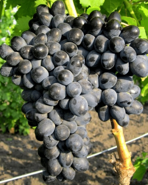 Саженцы винограда кишмиш "Аттика" 