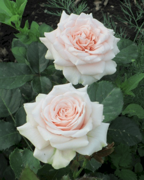 Роза чайно-гибридная "Lacre/Majestic"