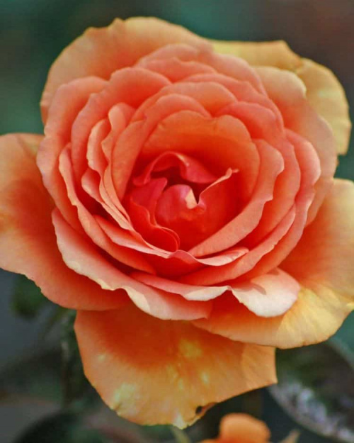 Роза чайногибридная Ashram