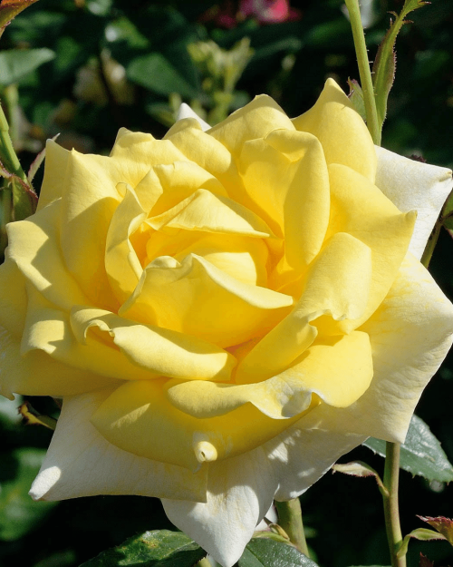 Роза чайно-гибридная "Berolina"