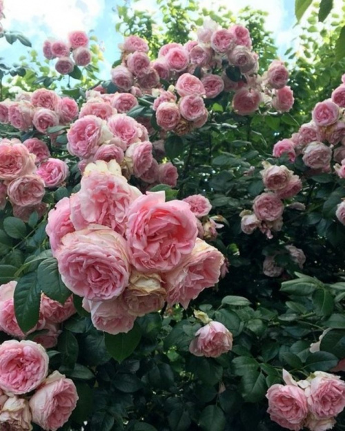 Роза чайно-гибридная "Comtesse de Segur"