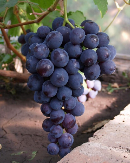 Саженцы винограда "Рошфор"