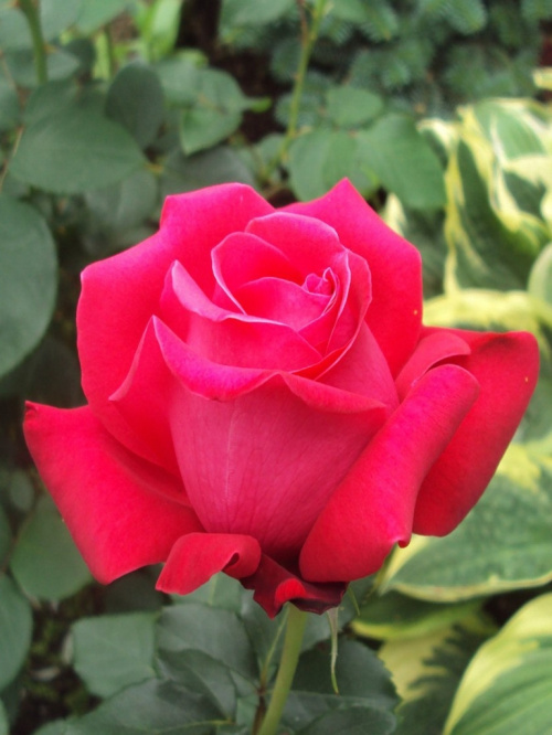 Роза чайногибридная "Dama de Coeur"