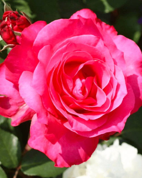 Роза чайно-гибридная "Venrosa"