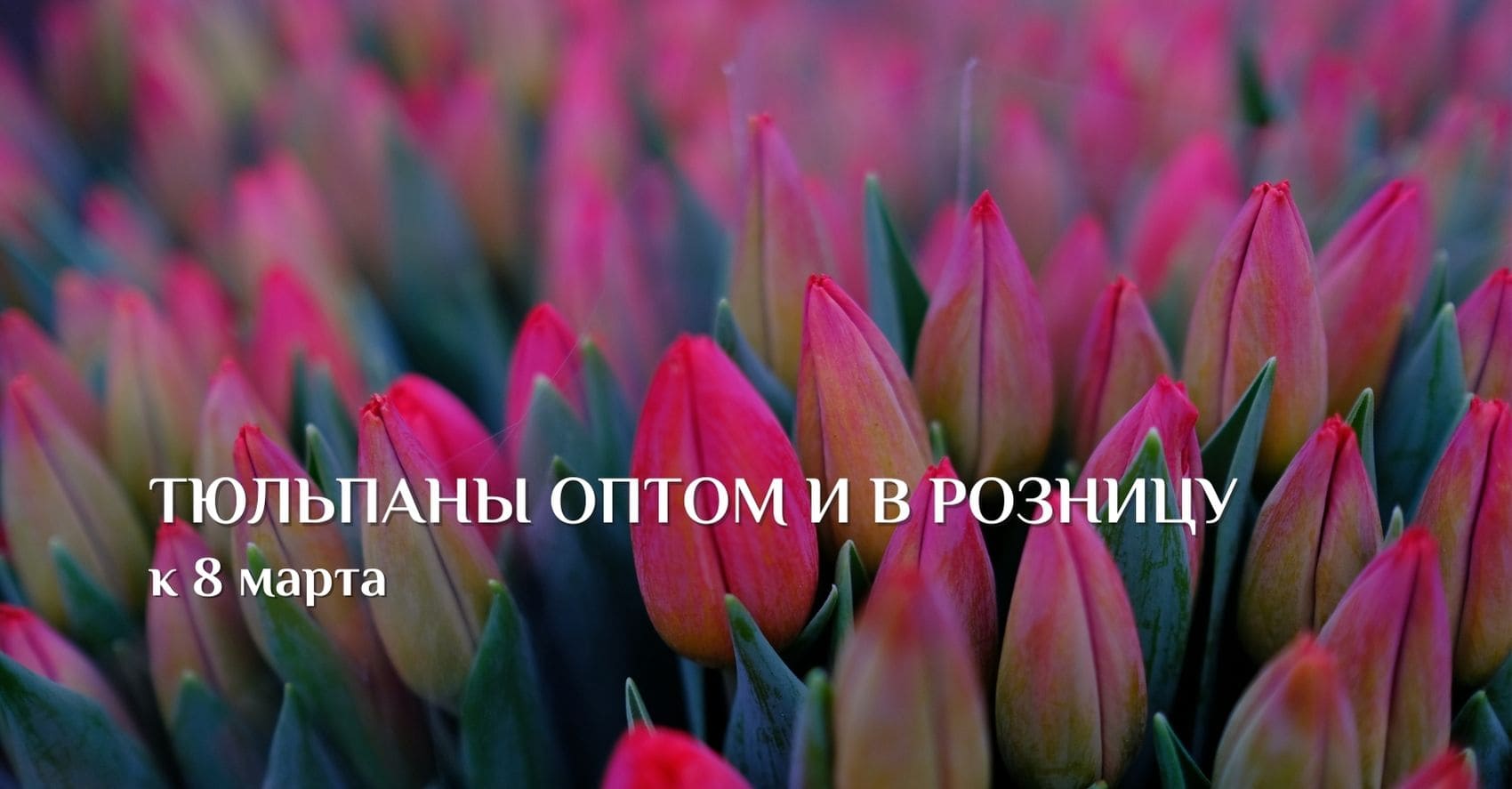 Тюльпаны оптом и в розницу к 8 марта от 32 руб/шт
