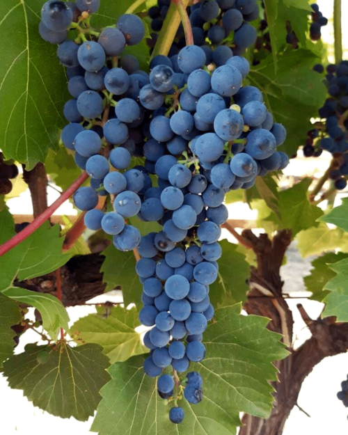 Саженцы винограда "Фронтеньяк"