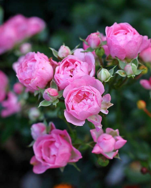 Роза почвопокровная "Pink Fairy"
