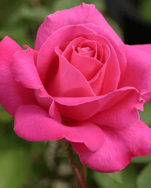 Роза чайно-гибридная "Pink Peace"