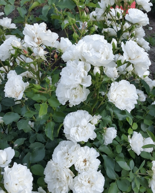 Роза почвопокровная "White Mediland"