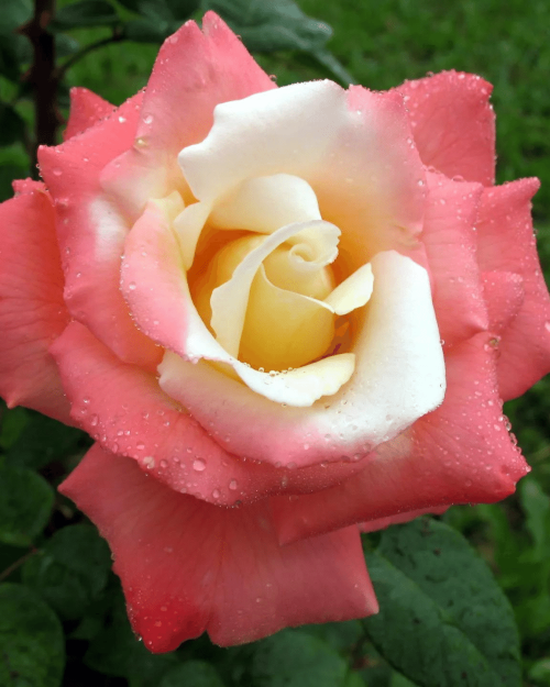 Роза чайно-гибридная "Laetitia Casta"