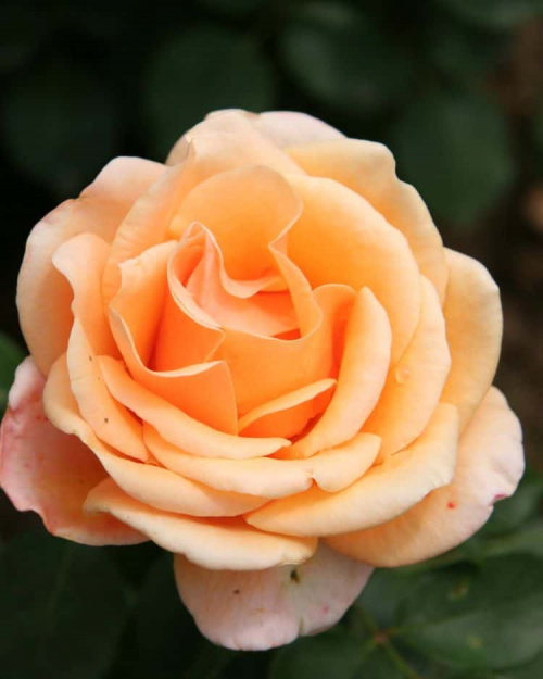 Роза чайногибридная Malaga