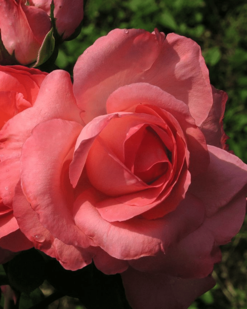 Роза чайно-гибридная "Pink Panther"