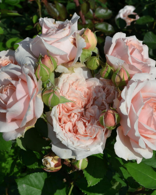 Роза чайно-гибридная "Paul bocuse"