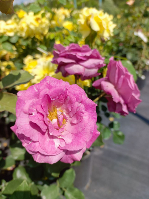 Роза чайно-гибридная "Violette Parfumee"