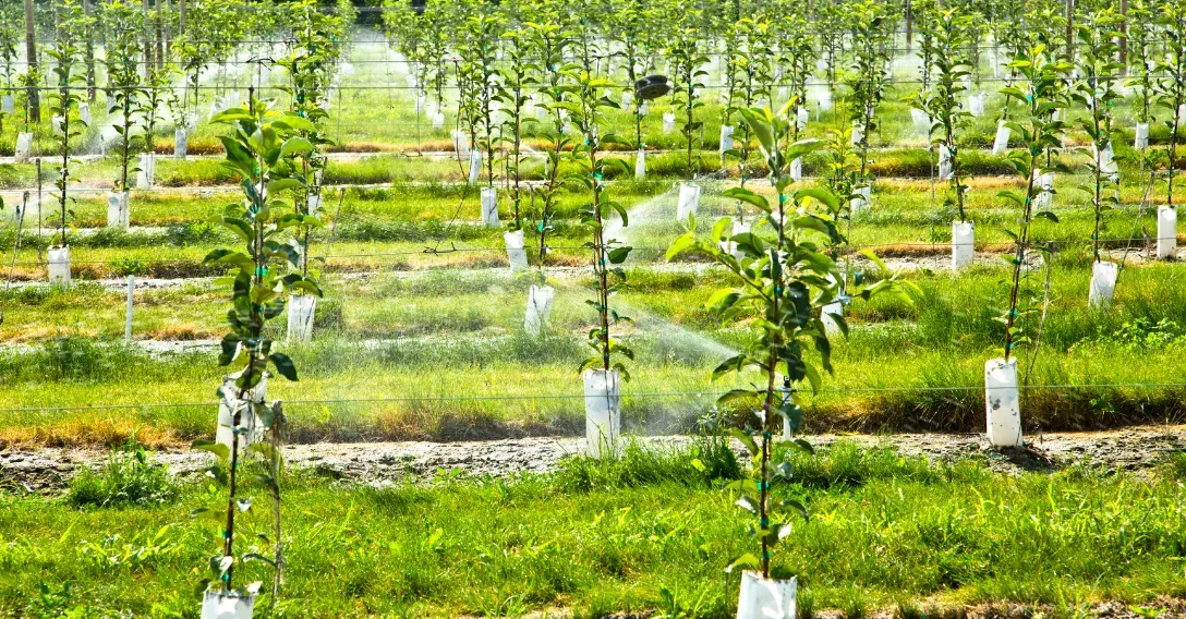 Лучшие сорта колоновидных яблонь для небольших садов - Советы от питомникаи садового центра Гавриш
