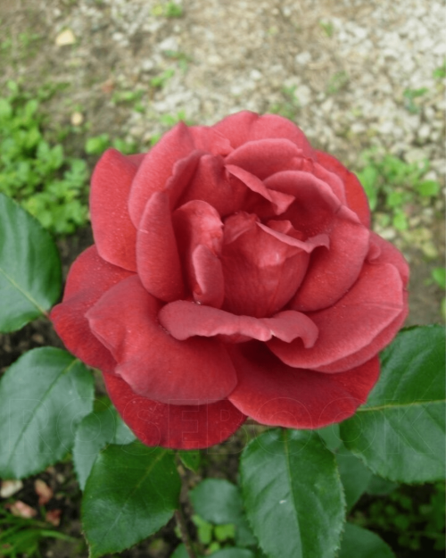 Роза чайно-гибридная "Terracotta"