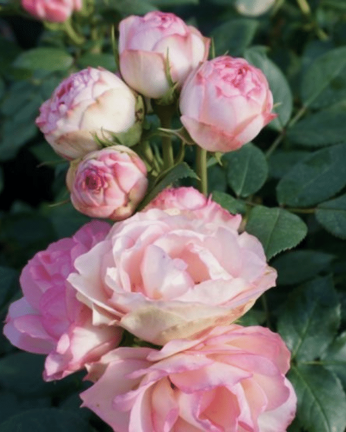 Роза чайно-гибридная "Lovely Rokoko"