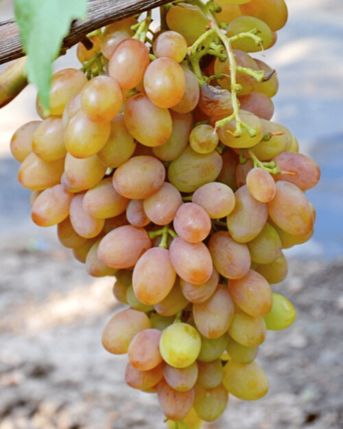 Саженцы винограда "Самба"