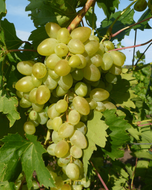 Саженцы винограда "Аркадия"
