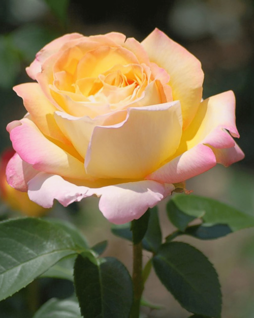 Роза чайно-гибридная "Peace"