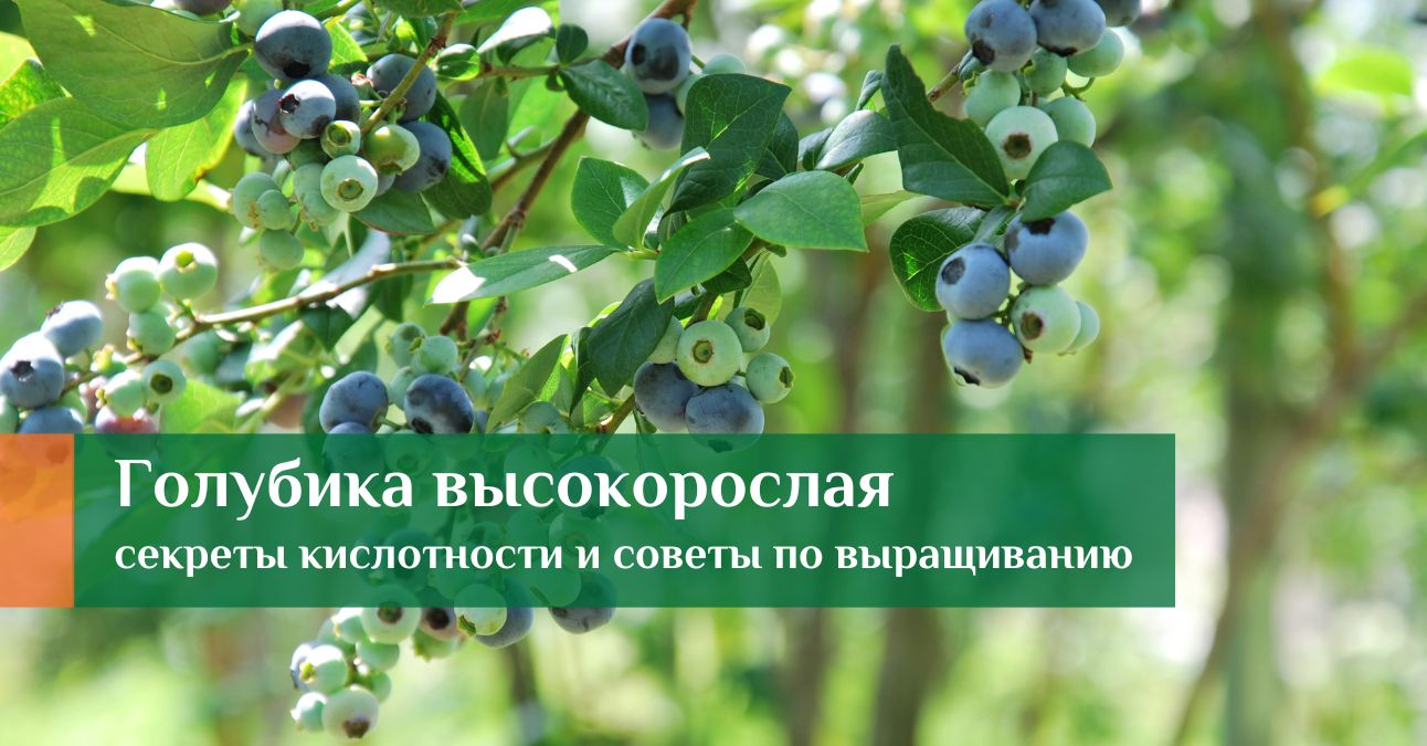 Голубика: особенности ухода, секреты кислотности и советы по выращиванию