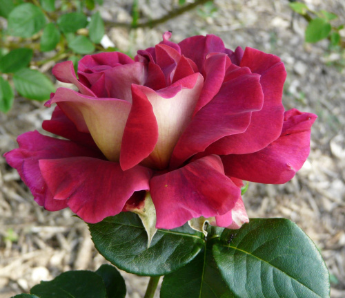 Роза чайно-гибридная "Kronenbourg"