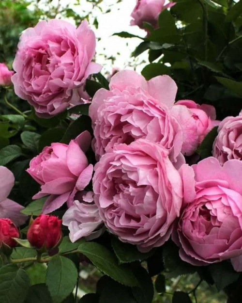 Роза английская Mary Rose 
