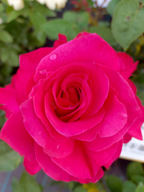 Роза чайно-гибридная "Venrosa"