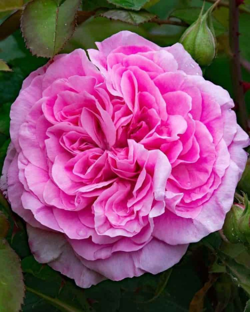 Роза английская Gertrude Jekyll (AUSbord)