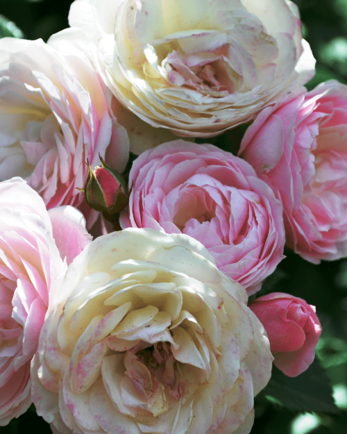 Роза мускусная "Bouquet Parfait"