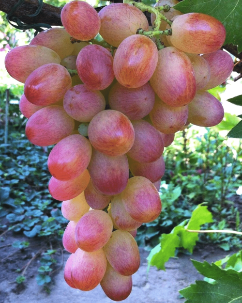 Саженцы винограда "Ливия"