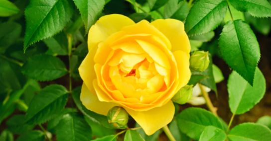 Солнечные розы для королевского сада
