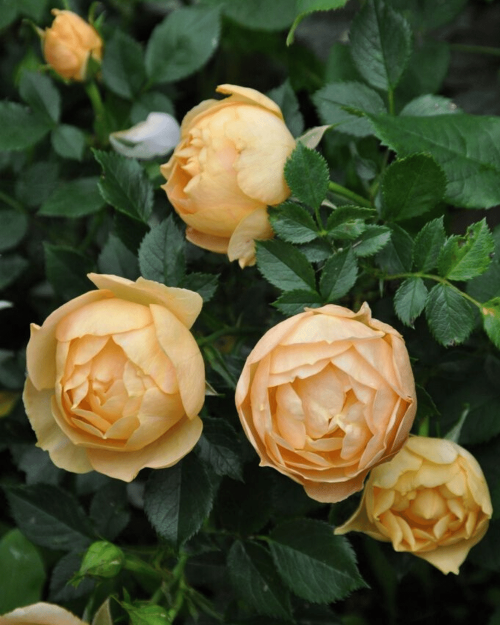 Роза почвопокровная "Amber Cover"
