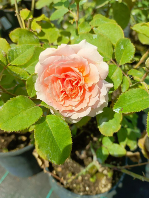 Роза чайно-гибридная "Paul Ricard"