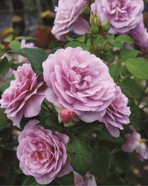 Роза флорибунда Lady Parfum