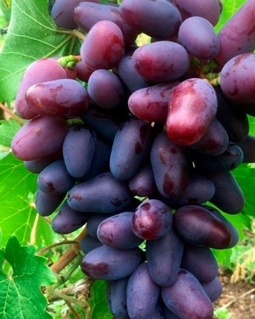 Саженцы винограда "Байконур"
