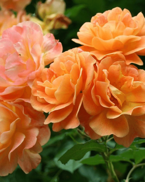 Роза кустовая "Westerland"