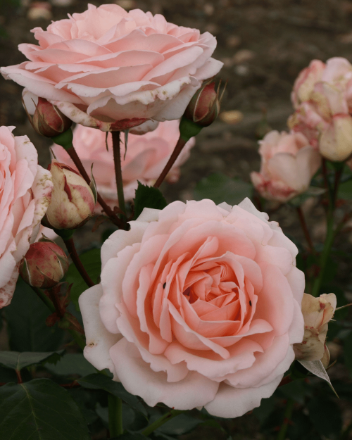 Роза чайно-гибридная "Clair Renaissance "